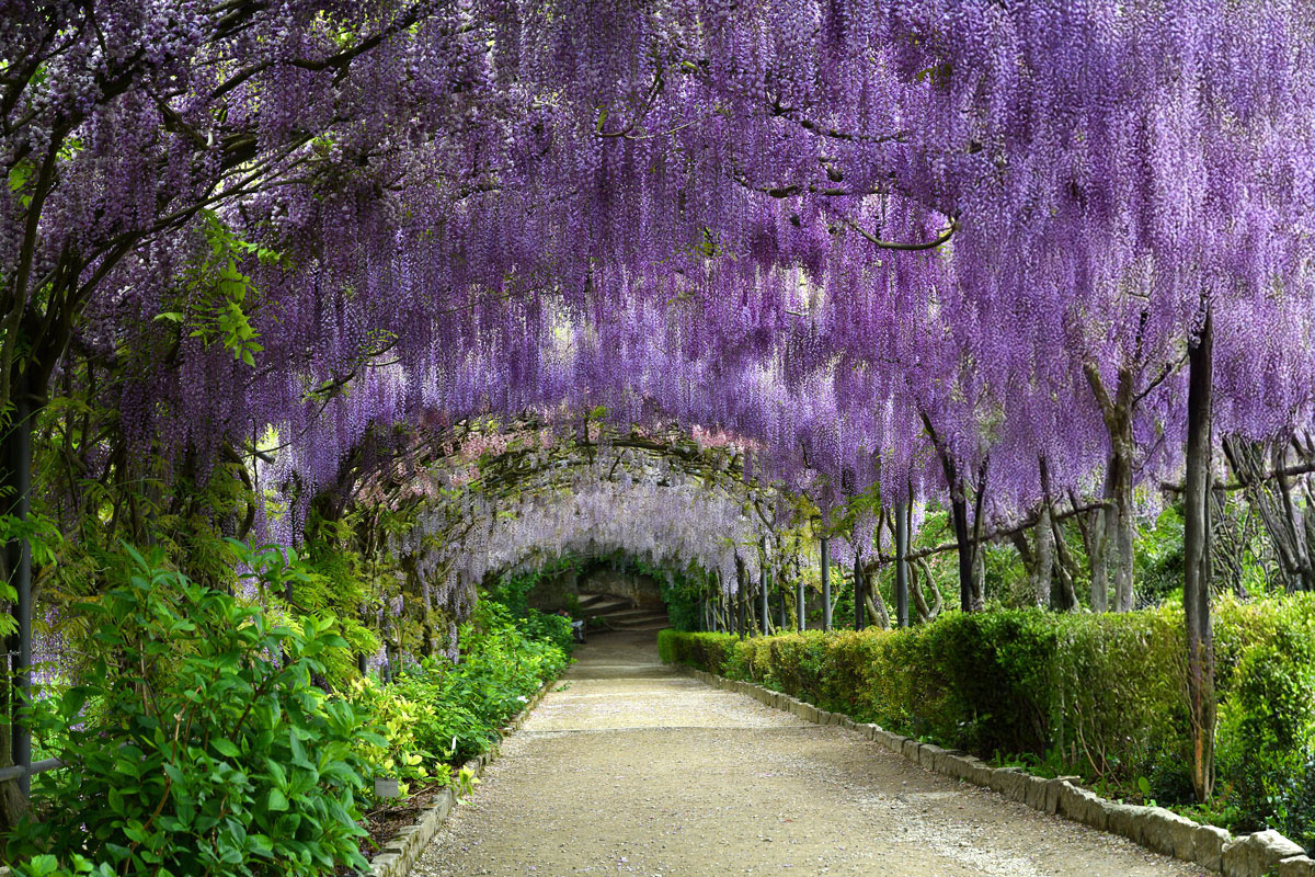 Wisteria glicynia